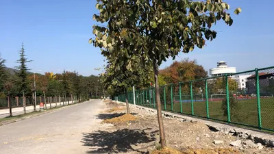 Çaycuma Belediyesi Ihlamurlar Unutulmadı