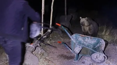 Piknik masasına gelen ayıyı tabure ile kovaladı