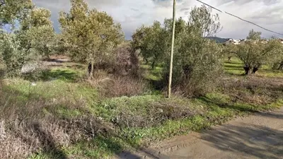 Villa rantı zeytinlikleri yok ediyor