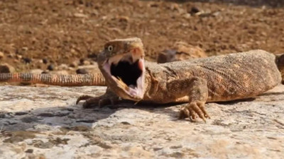 Nesli tükenme tehlikesindeki ''canavar'' Türkiye'de bulundu