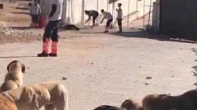 Barınaktaki vahşette yeni gelişme