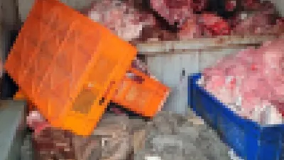 Vatandaşa yedireceklerdi: 700 kilo sakatat imha edildi