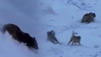 Ayıyla burun buruna gelen dağcıları Kangal köpekleri kurtardı! Nefes kesen anlar