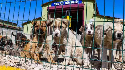 Sokak hayvanlarıyla ilgili karar mahkemeden döndü