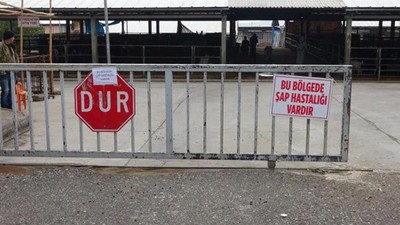 Denizli'de ''şap'' karantinası
