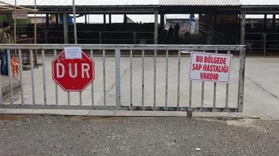 Denizli'de ''şap'' karantinası