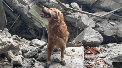 İsveç ekibinin köpeği Killian enkaz altından 17 can kurtardı