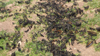 Her yerdeler! Köyleri istila eden tırtıllar vatandaşın kabusu oldu