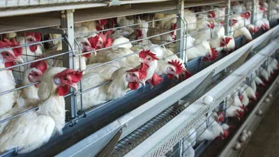ABD'den kuş gribine karşı önlem