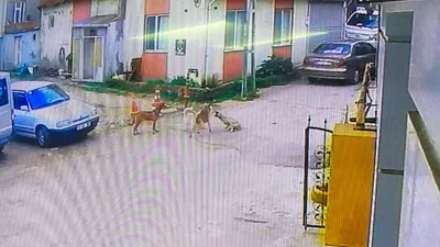Otomobiliyle köpeği ezdi, arkasına bakmadan basıp gitti