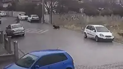 Yine başıboş köpek dehşeti!