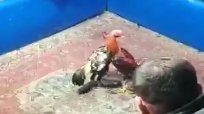 Yok artık diyeceksiniz! Hayvanları koruma derneğinde horoz dövüşü