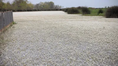 ''Zehirli güzellik'' Kızılırmak Nehri'ni kapladı