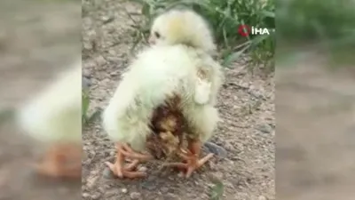 Dört bacaklı doğdu, duyan onu görmeye koştu