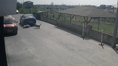 Köpeği göz göre göre ezdi yoluna devam etti