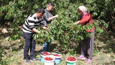 Kilosu 40 lira! Mersin'den Norveç, Almanya ve Rusya'ya ihraç ediliyor