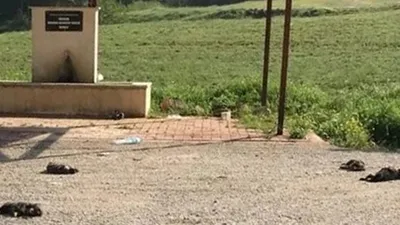 Vicdansızlık! 6 yavru köpek katledildi