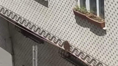 İstanbul'da ''sarı-siyah'' alarm! Arı istilası büyüyor
