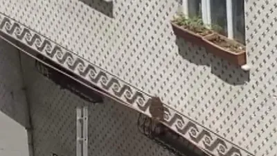 İstanbul'da ''sarı-siyah'' alarm! Arı istilası büyüyor