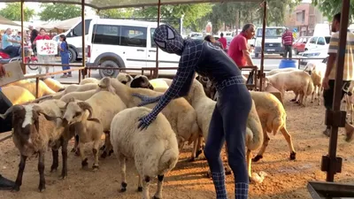 Örümcek Adam kurbanlık seçti