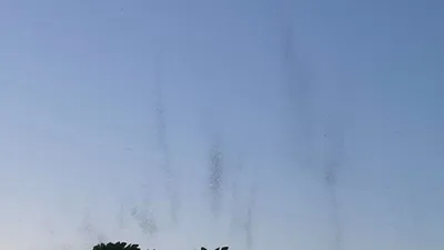 Sivrisinekler bir şehrin kabusu oldu! AVM'yi bile istila ettiler