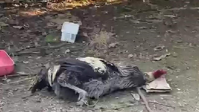 Ölmedi bayıldı... Nefesi kesilen horoz sosyal medyada gündem oldu