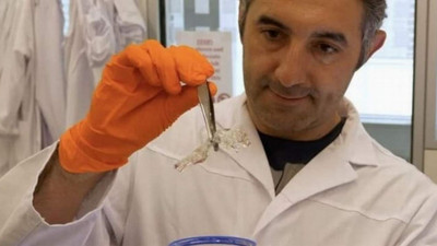 Bilim insanları fareleri şeffaflaştırdı