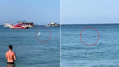 Köpek balığı sanıp taşladılar! Gerçek sonradan ortaya çıktı