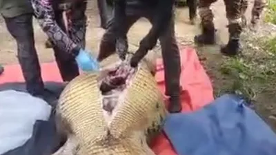 4 gündür aranıyordu! Dev timsahın midesinden çıktı