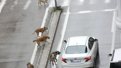 Valilik'ten sokak hayvanları kararı