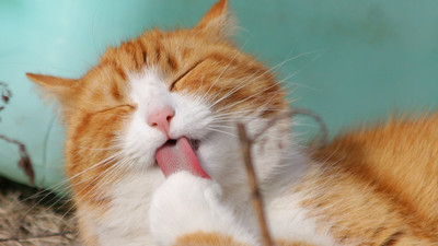 Eyvah! Kedi sahiplerinin ''eşlerini'' çıldırtacak araştırma!