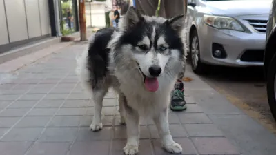 İstanbul'da kaybolan köpek Edirne'de bulundu