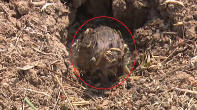 Tarla fareleri 40 bin dönüm alanda ürün bırakmadı!