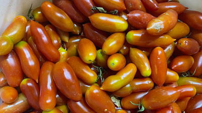Biber görünümlü domates görenleri şaşırtıyor