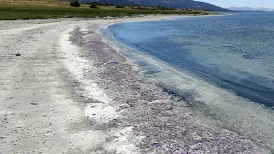 Burdur Gölü'nde korkutan görüntü: Morardı...