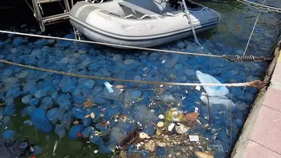 Foça'dan sora Çeşme'de de denizanası istilasın