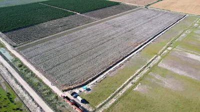 Pamuğun başkentiydi; şimdi tropikal meyvelerle anılıyor