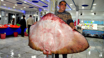 Balıkçıların ağına takılan 120 kiloluk ''canavar'' şaşkına çevirdi
