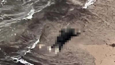 Çeşme'de göçmen faciası: Ölü sayısı yükseliyor