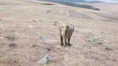 Ardahan'da fil alarmı! Vatandaş, jandarma, polis fil avına çıktı