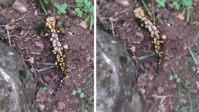 Adında ''Anadolu'' var! Nesli tükenme tehlikesi altındaydı, Türkiye'de görüldü