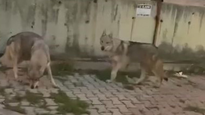 İstanbul'a kurt indi! Şaşkına çeviren görüntüler