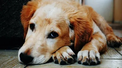 köpek sahiplenmek isteyenler kurs zorunluluğu