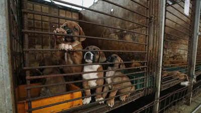Güney Kore meclisi, köpek eti tüketimini yasakladı