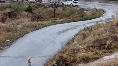 Ankara'da sokak köpeğini işkence edip öldürdüler!