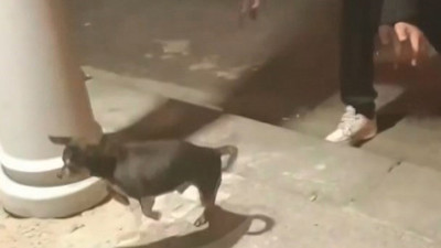 16 yaşındaki cani kamerada: Elektrik kaçağını test etmek için köpeği fırlattı