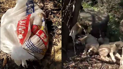 Ağzı bağlı çuvaldan köpek yavruları çıktı