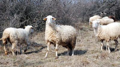 Koyun kavgası kanlı bitti