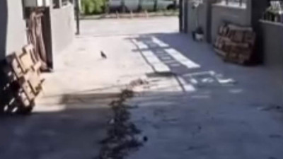 İşçi kargalardan şikayetçi oldu: ''Patron kargalar kadar çalışmıyorsunuz diyor''