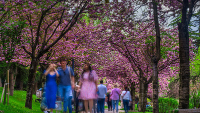 Başkent morardı: Sakura zamanı başladı